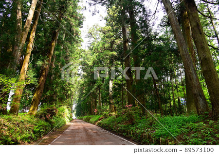 Nikko Road Suginami Tree 89573100