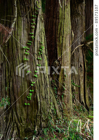 日光路杉並樹 89573107