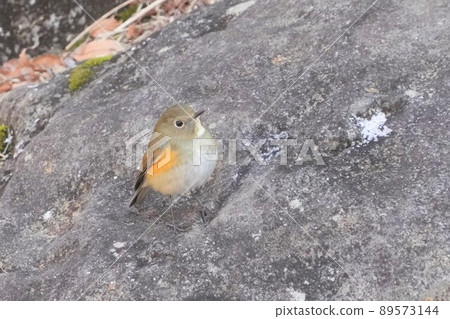 可愛而美麗的紅邊藍尾魚，從哪兒冒出來就停在我的面前 89573144