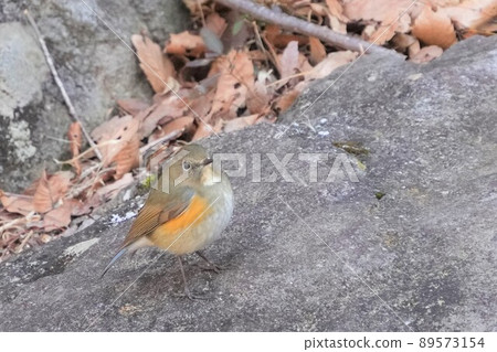 A cute and beautiful red-flanked bluetail that came out of nowhere and stopped in front of me A cute and beautiful red-flanked bluetail that came out of nowhere and stopped in front of me 89573154