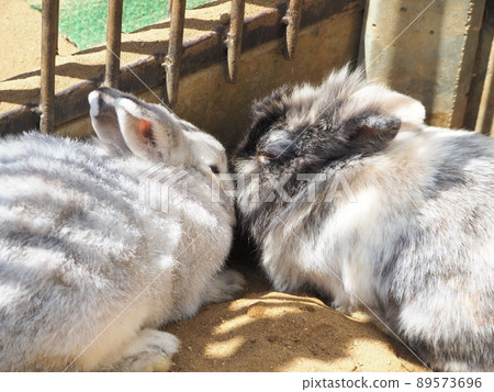 A good friend rabbit who sleeps close to you 89573696