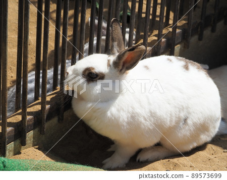 Fluffy and cute rabbit 89573699