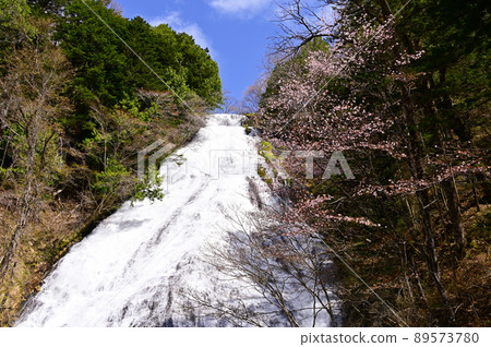 Yudaki in early spring 89573780