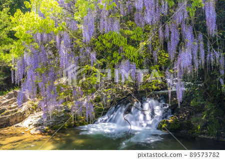 Yamaguchi Prefecture Consistent Field Wisteria 89573782