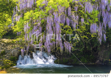 Yamaguchi Prefecture Consistent Field Wisteria 89573787