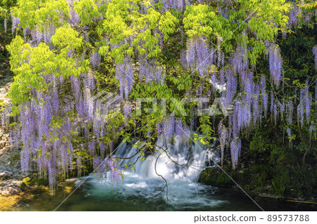 Yamaguchi Prefecture Consistent Field Wisteria Yamaguchi Prefecture Consistent Field Wisteria 89573788