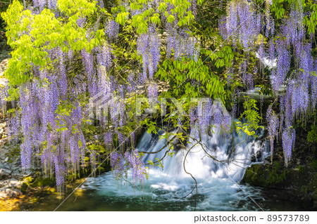 Yamaguchi Prefecture Consistent Field Wisteria Yamaguchi Prefecture Consistent Field Wisteria 89573789
