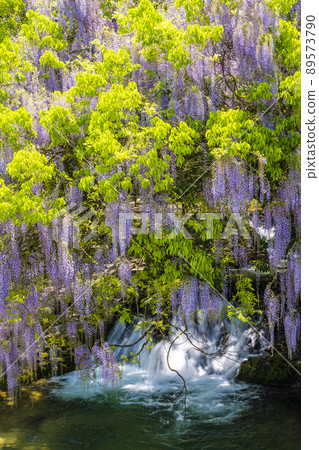 Yamaguchi Prefecture Consistent Field Wisteria Yamaguchi Prefecture Consistent Field Wisteria 89573790