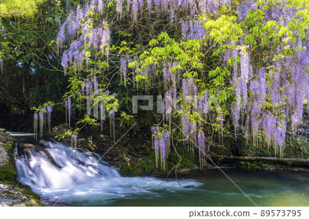 Yamaguchi Prefecture Consistent Field Wisteria Yamaguchi Prefecture Consistent Field Wisteria 89573795