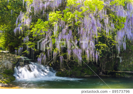 Yamaguchi Prefecture Consistent Field Wisteria Yamaguchi Prefecture Consistent Field Wisteria 89573796