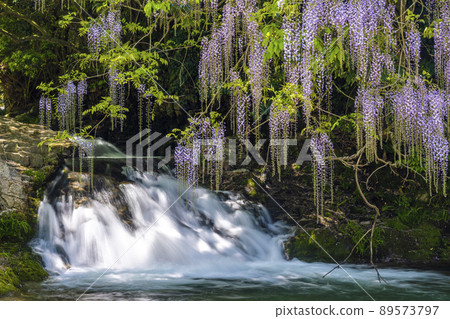 Yamaguchi Prefecture Consistent Field Wisteria Yamaguchi Prefecture Consistent Field Wisteria 89573797