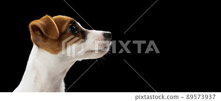 Side view portrait of cute dog, Jack Russel Terrier puppy attentively looking isolated over black studio background 89573937