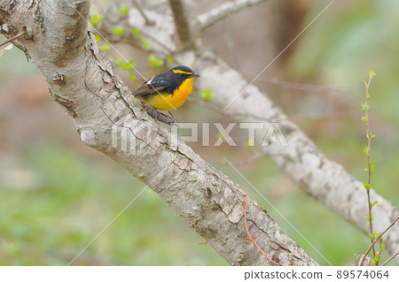 A male narcissus flycatcher singing with a beautiful voice A male narcissus flycatcher singing with a beautiful voice 89574064