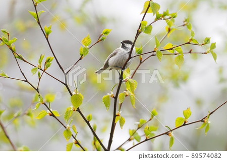 Willow tit perching on a fresh green branch Willow tit perching on a fresh green branch 89574082