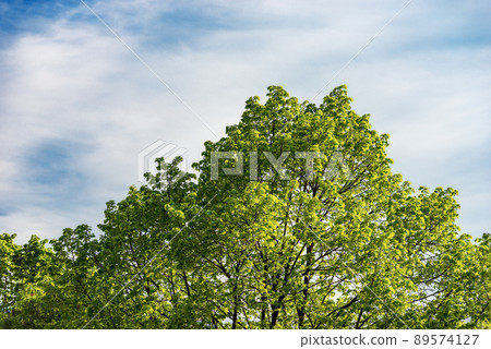 Close-up of a Sunny Green Deciduous Tree in Springtime Close-up of a Sunny Green Deciduous Tree in Springtime 89574127