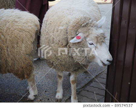 A photo of a fluffy sheep 89574537