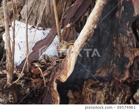 Endemic species of Hokkaido: Ezo chipmunk 89574961