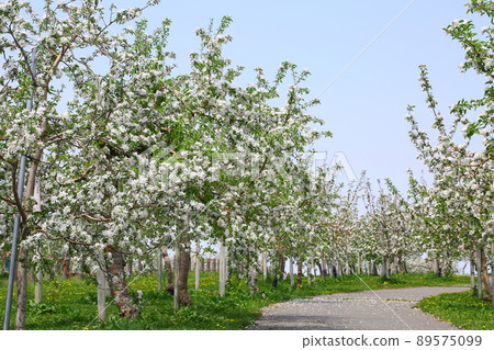 弘前蘋果公園的蘋果花 89575099