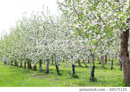 Apple flowers in Hirosaki Apple Park 89575120