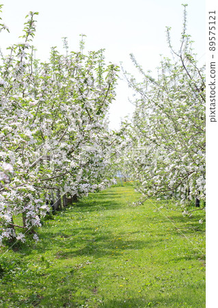 Apple flowers in Hirosaki Apple Park 89575121
