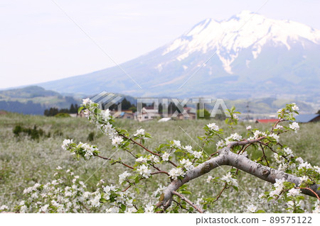Apple flowers and Mt. Iwaki seen from Hirosaki Apple Park 89575122