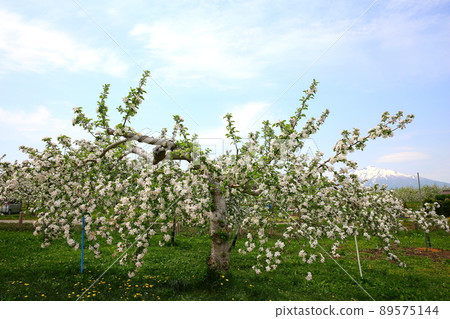 Full bloom apple flowers in Hirosaki Apple Park Full bloom apple flowers in Hirosaki Apple Park 89575144
