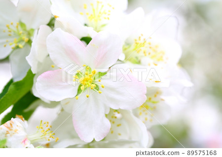Apple flowers in Hirosaki Apple Park Apple flowers in Hirosaki Apple Park 89575168