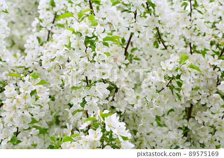 Full bloom apple flowers in Hirosaki Apple Park Full bloom apple flowers in Hirosaki Apple Park 89575169