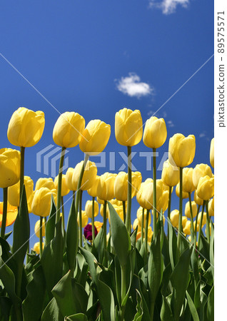 Photographing the scenery of tulips in Saraki Cape Park, Kikonai Town, Hokkaido in spring Photographing the scenery of tulips in Saraki Cape Park, Kikonai Town, Hokkaido in spring 89575571