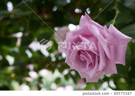 Rose flower blue moon Rose flower blue moon 89575587
