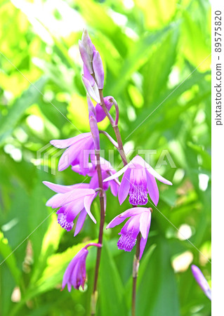 Silane (purple orchid) 89575820