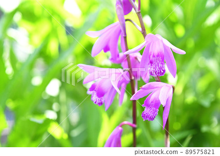 Silane (purple orchid) 89575821
