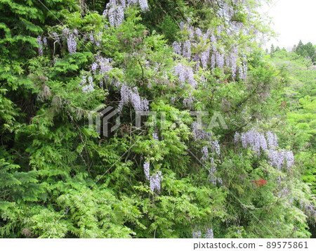 Wisteria flowers blooming in the mountains Wisteria flowers blooming in the mountains 89575861