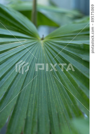 Green nature leaf veins radial up line line beam Green nature leaf veins radial up line line beam 89575869