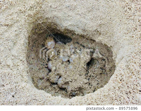 Loggerhead turtle eggs in the sandy beach Loggerhead turtle eggs in the sandy beach 89575896