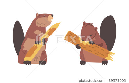 Beaver Semiaquatic Rodent with Brown Fur and Long Snout Gnawing Wood Vector Set Beaver Semiaquatic Rodent with Brown Fur and Long Snout Gnawing Wood Vector Set 89575903