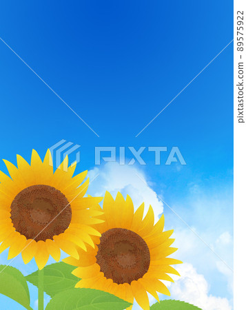 Sunflower summer image background material 89575922