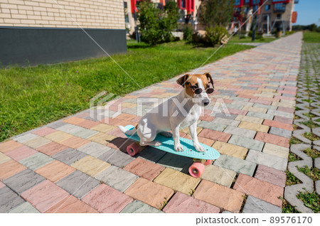 Jack russell terrier dog in sunglasses rides a skateboard outdoors on a sunny summer day. Jack russell terrier dog in sunglasses rides a skateboard outdoors on a sunny summer day. 89576170