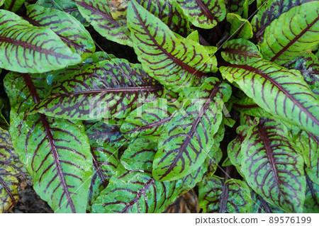 Rumex sanguineus redvein dock lush green leaves 89576199