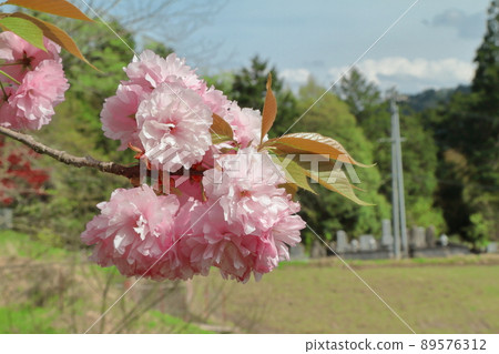 雙櫻花 雙櫻花 89576312