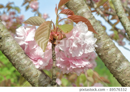 雙櫻花 89576332