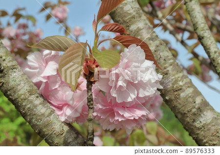 雙櫻花 89576333
