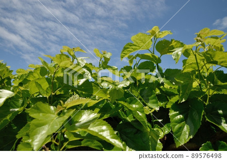 Kwacha field 89576498