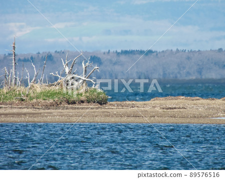 Todwara of Notsuke Peninsula, Hokkaido 89576516