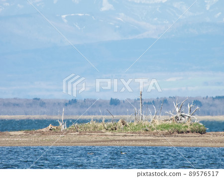 Todwara of Notsuke Peninsula, Hokkaido 89576517