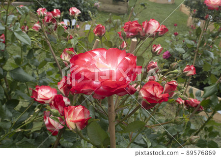 Genoa rose red and white detail Genoa rose red and white detail 89576869