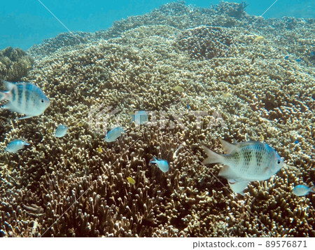 [宮古島] 江田珊瑚和雀鯛 damselfish 89576871