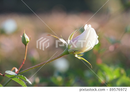 White roses in winter 89576972