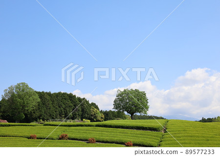 Superb view of the tea plantation Obuchi Kasaba 89577233