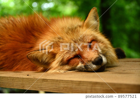 Fox in Miyagi Zao Fox Village 89577521